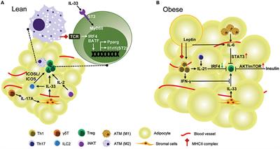 A Unique Population: Adipose-Resident Regulatory T Cells